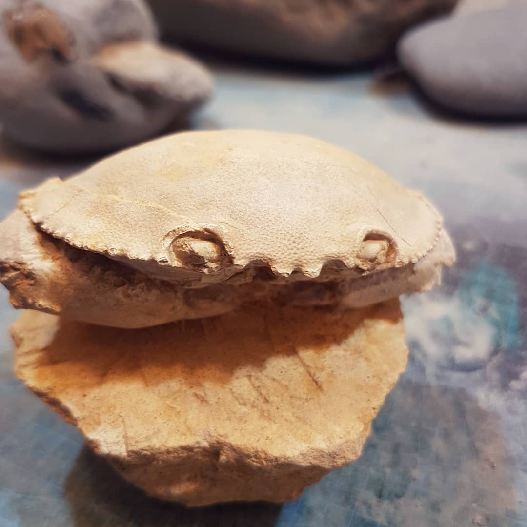 A beautiful fossil crab sent to me by a friend recently. It's a Harpactocarcinus punctulatus from the middle eocene (47.8 - 38mya), one of my oldest crab fossils. It has been skillfully prepped and is one of my favourite fossils 🦀

        