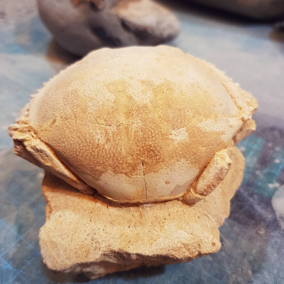 A beautiful fossil crab sent to me by a friend recently. It's a Harpactocarcinus punctulatus from the middle eocene (47.8 - 38mya), one of my oldest crab fossils. It has been skillfully prepped and is one of my favourite fossils 🦀

        