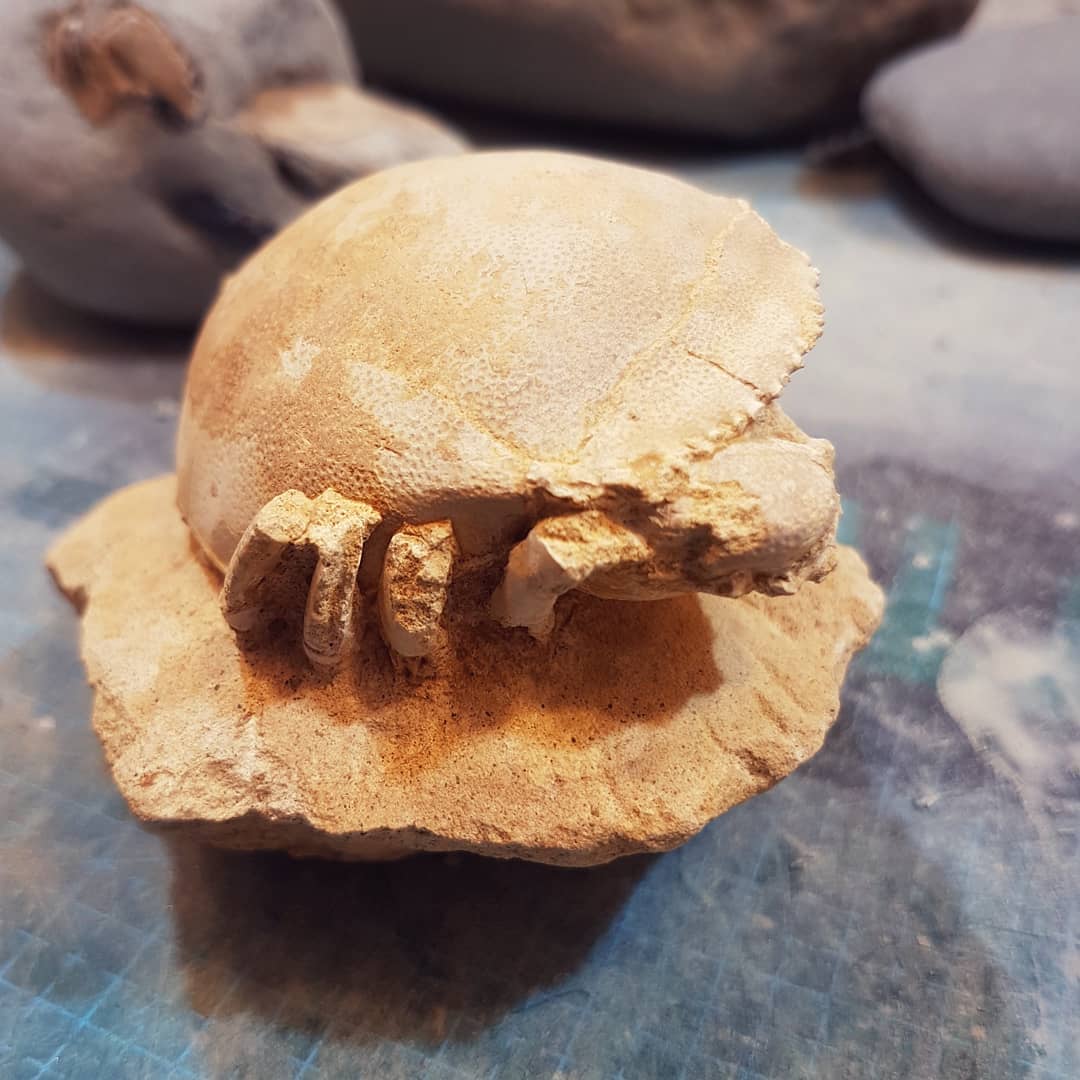 A beautiful fossil crab sent to me by a friend recently. It's a Harpactocarcinus punctulatus from the middle eocene (47.8 - 38mya), one of my oldest crab fossils. It has been skillfully prepped and is one of my favourite fossils 🦀

        