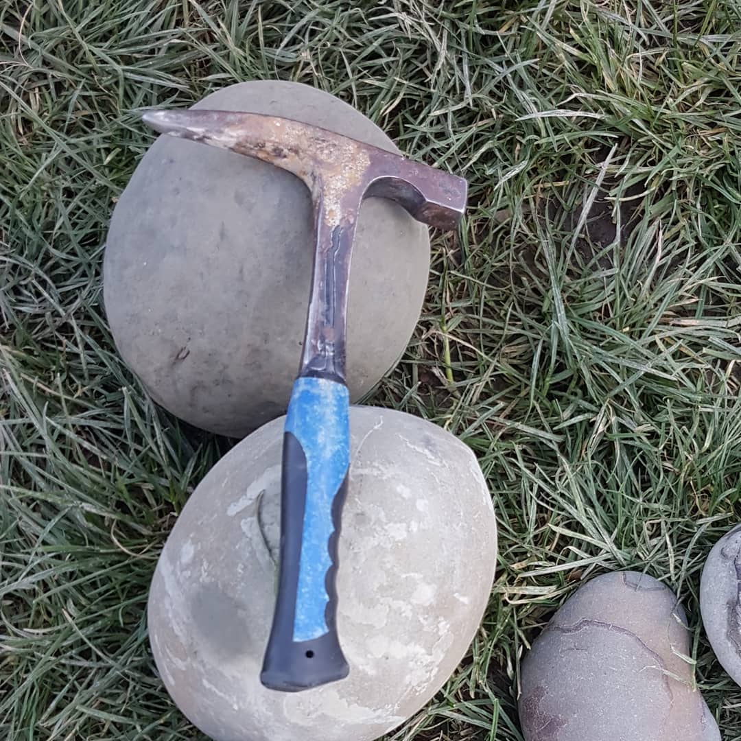 I found some biiiiig fossil crabs recently, together those 2 weigh more than 30kg. The video of me finding them is out now on my YouTube channel, link in my bio 😁

I found a big of exposed rock I had never seen before, the wave action must have uncovered them for the first time in many years!

        