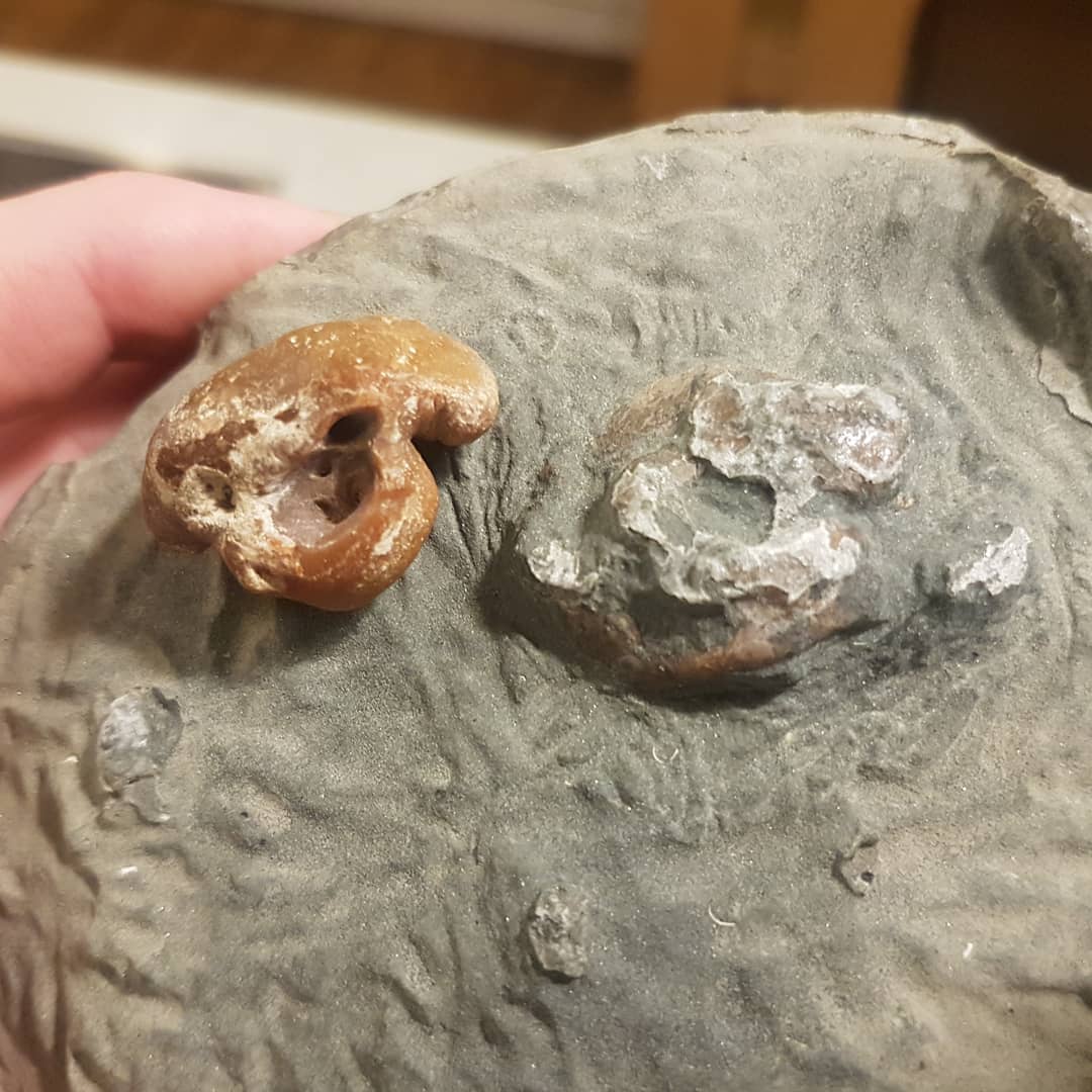 I managed to get hold of a Miocene dolphin periotic to compare against the one I found in a concretion. Very similar in shape... if you squint and use your imagination 😁

I'll continue the prep work soon 🐬

          