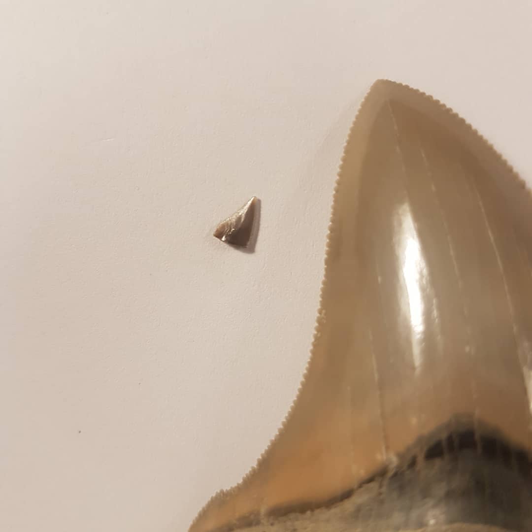 On the right, a Megalodon tooth from the USA, on the left the kind of teeth I find 😂 One day I'll find me a big Meg 🤩 swipe for a microscope photo of the tiny Miocene tooth.

        