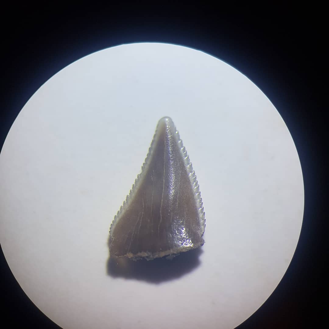 On the right, a Megalodon tooth from the USA, on the left the kind of teeth I find 😂 One day I'll find me a big Meg 🤩 swipe for a microscope photo of the tiny Miocene tooth.

        