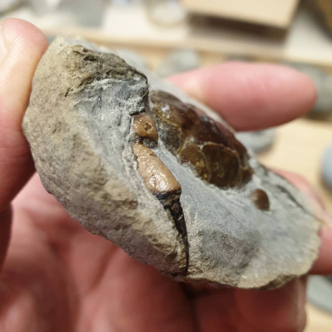 Fossil crab giveaway! 🦀🦀🦀 I'm giving this small Pulalius vulgaris crab away that I finished prepping last night, video will be out in 5 hours on my YouTube channel (link in my bio).

To enter:

1. Tag two people in the post, both in the same comment
2. Like the post
3. Make sure you are following me on Instagram 

Enter as many times as you like but please only tag people that might enjoy posts about fossils 🦕🦖🦀

I'll draw the winner in a week by selecting a random comment and ship it to you free of charge.

          