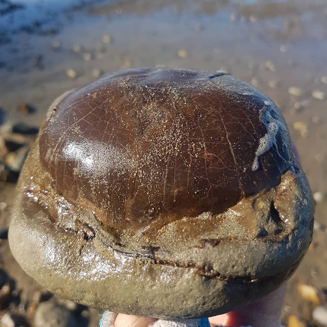 I found this beautiful Tumidocarcinus giganteus crab yesterday, it had just been washed out by a wave and still has some foam on it 😁 I live the ones that are prepped by mother nature!

          