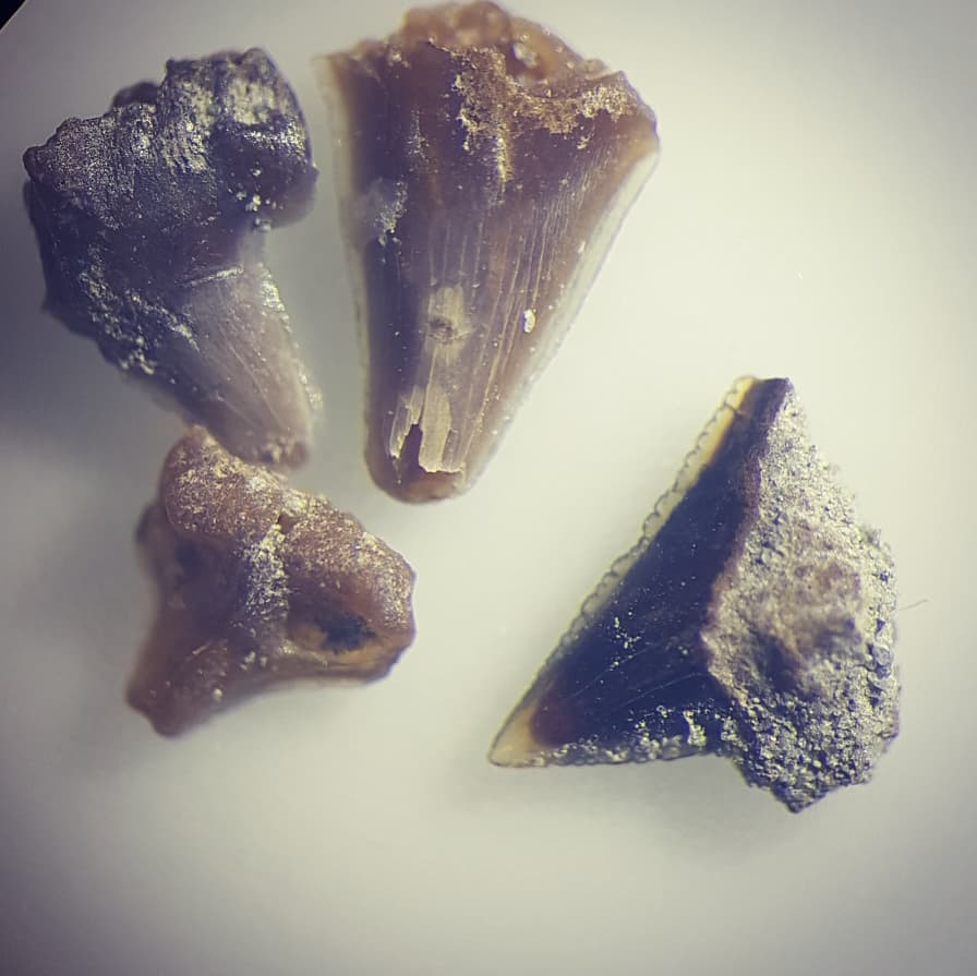 Some amazing fossil shark teeth I found recently. I'm also really happy with how the photos come out using my microscope. 

If you want to see me finding them, have a look at my latest video on my YouTube channel 🎥

        