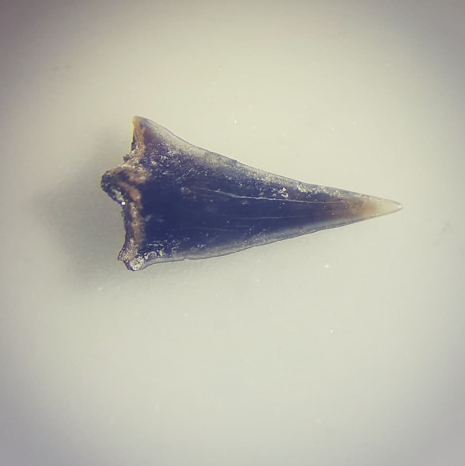 Some amazing fossil shark teeth I found recently. I'm also really happy with how the photos come out using my microscope. 

If you want to see me finding them, have a look at my latest video on my YouTube channel 🎥

        