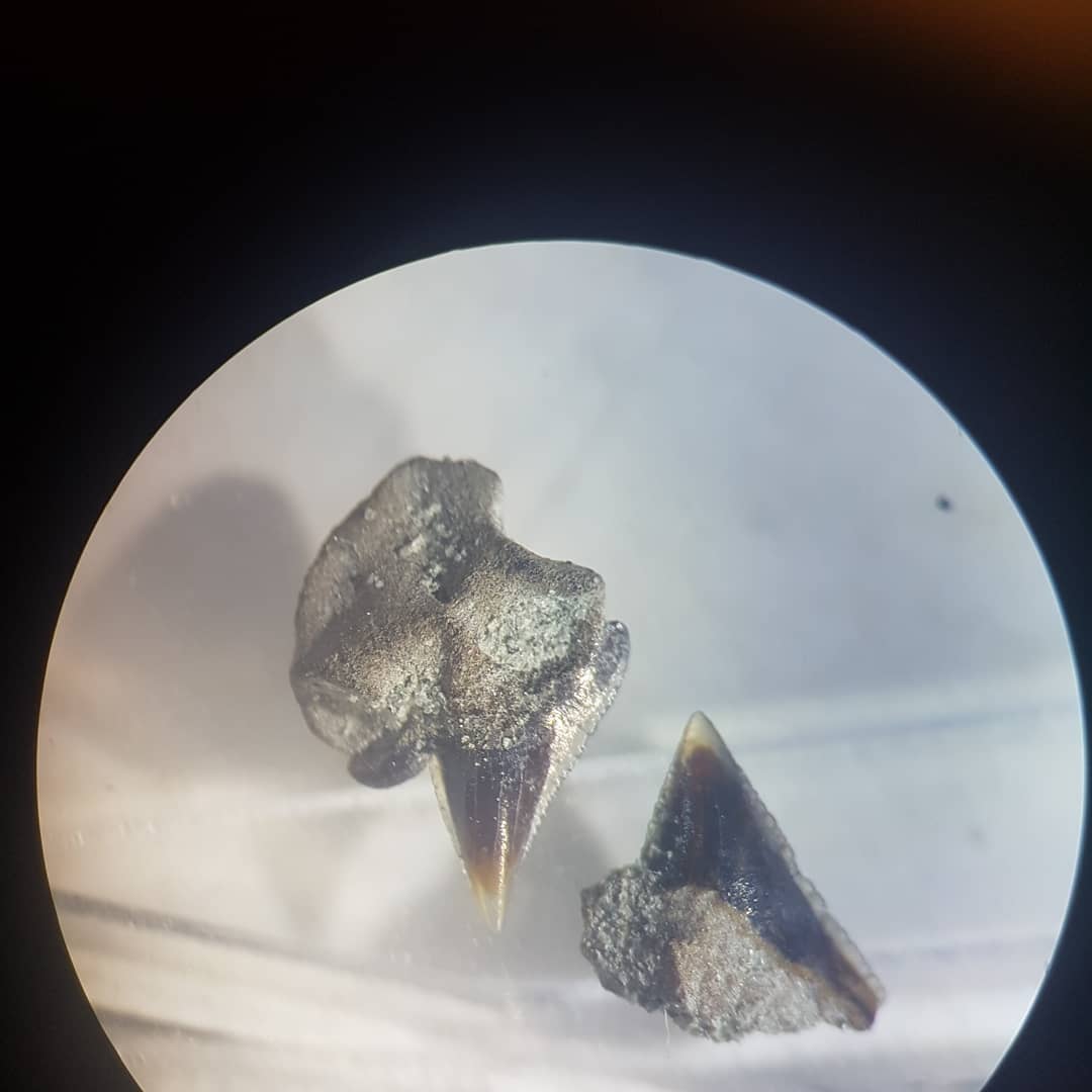 I managed to get this amazing microscope on an auction 😍 it has such clear optics, really makes the shark teeth come alive! I'm going to attach it to an metal arm / boom so I can use it to prep really delicate fossils. Swipe for some test pics of teeth I recently found.

        