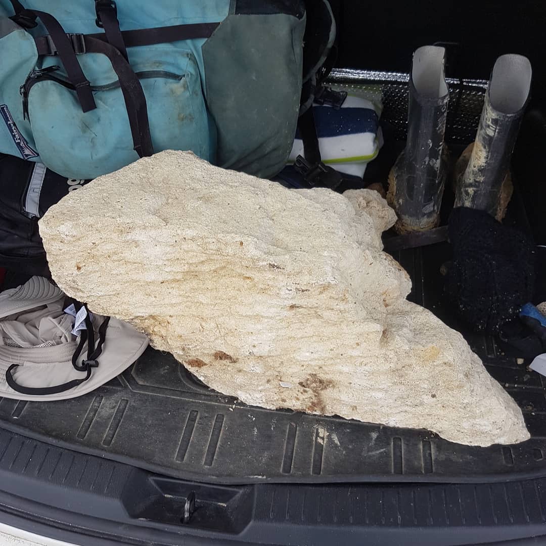 A 40kg (100lb) block of limestone stacked full of large bones 😍 I suspect it is Oligocene in age. Swipe to see some detail on the bones. I'm looking forward to prepping it once my hand heals up. It was a great day out, even if the weather didn't play along 🌨

         