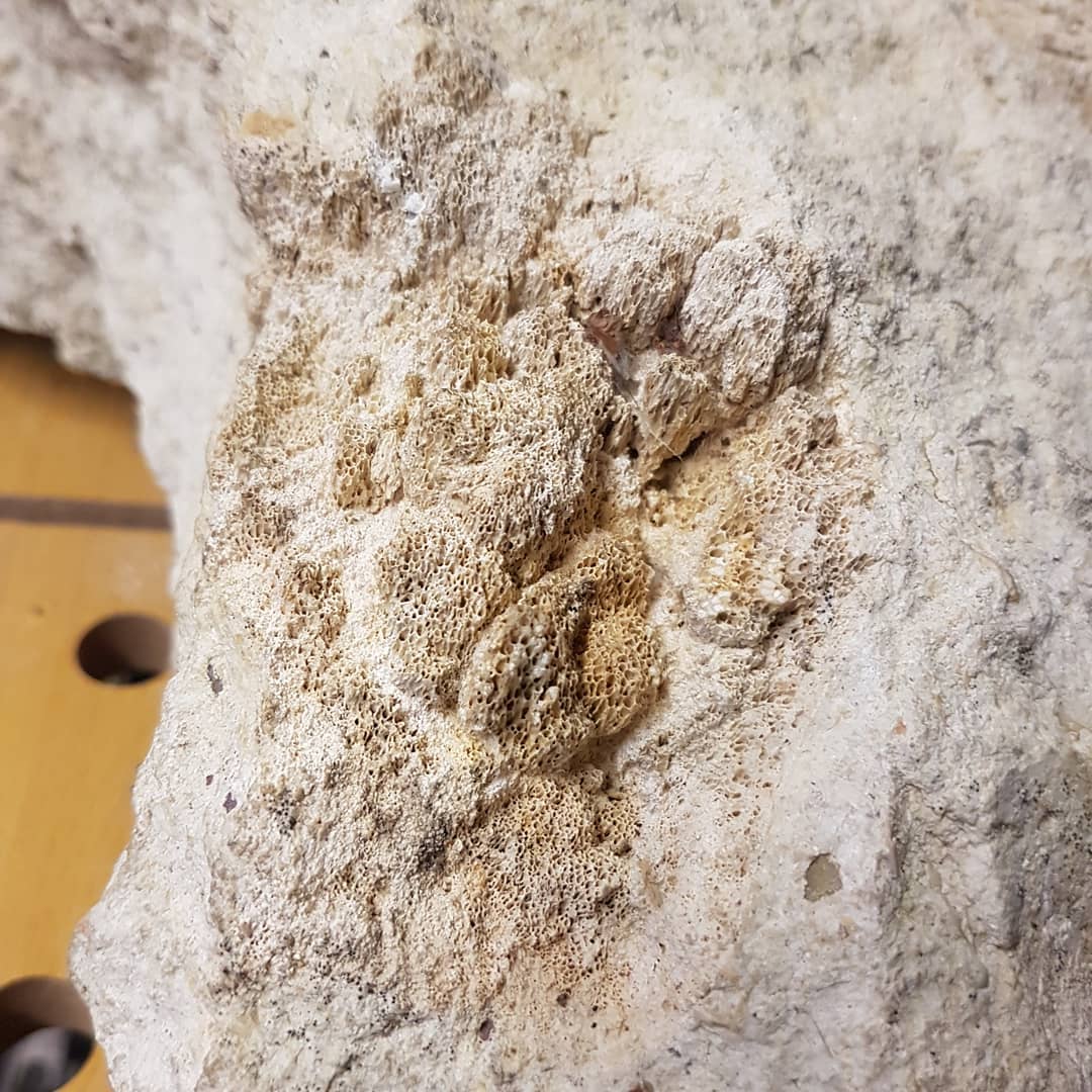 A 40kg (100lb) block of limestone stacked full of large bones 😍 I suspect it is Oligocene in age. Swipe to see some detail on the bones. I'm looking forward to prepping it once my hand heals up. It was a great day out, even if the weather didn't play along 🌨

         