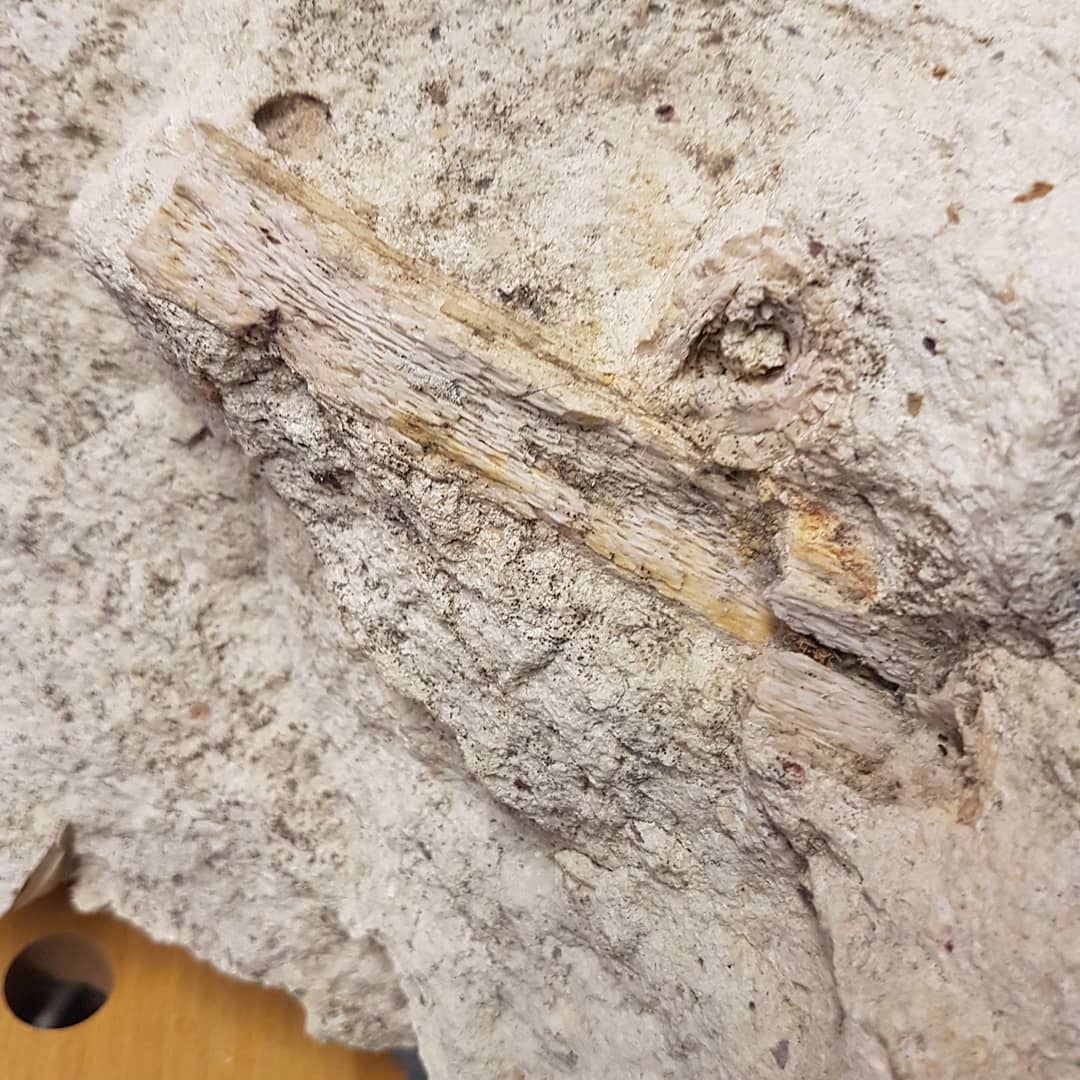 A 40kg (100lb) block of limestone stacked full of large bones 😍 I suspect it is Oligocene in age. Swipe to see some detail on the bones. I'm looking forward to prepping it once my hand heals up. It was a great day out, even if the weather didn't play along 🌨

         