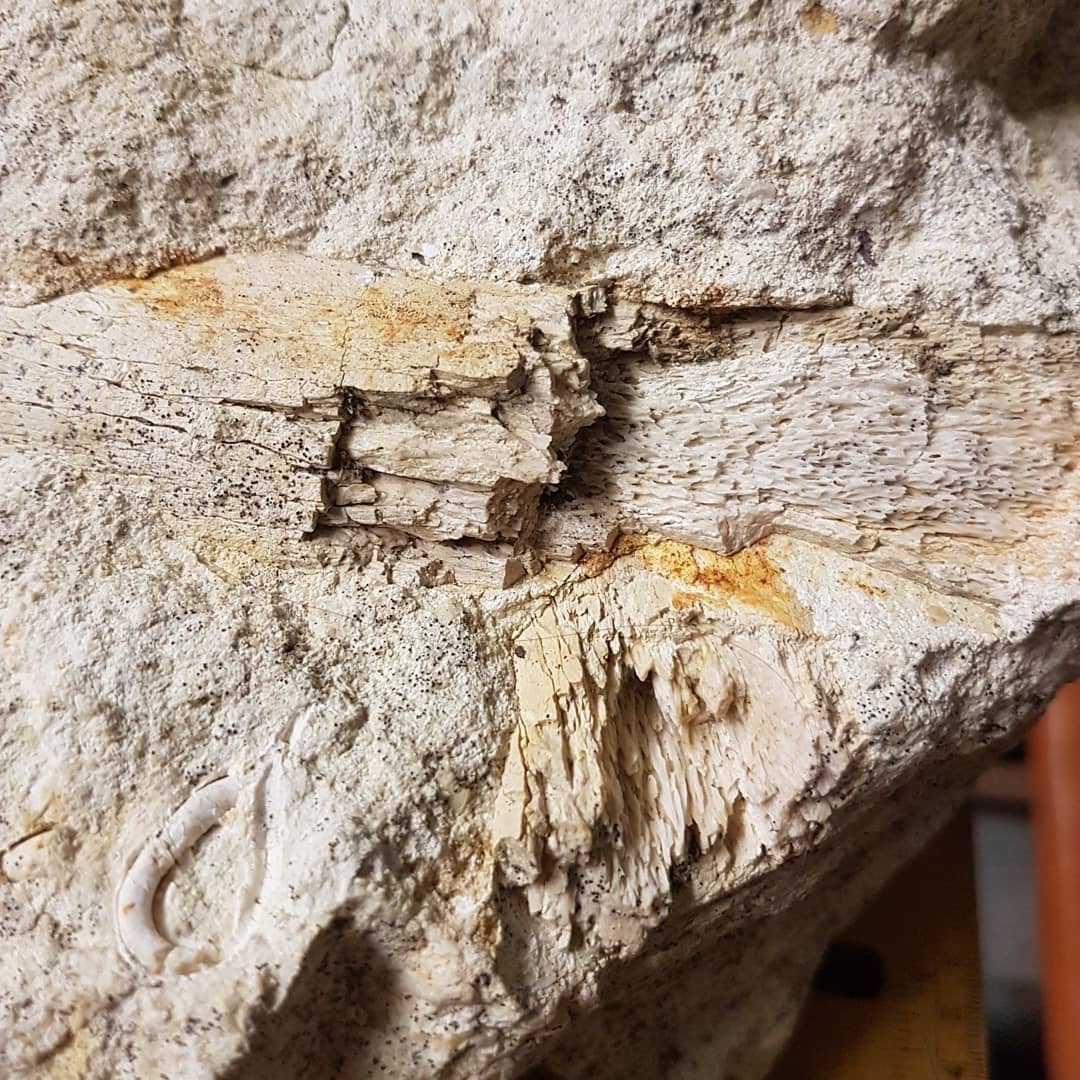 A 40kg (100lb) block of limestone stacked full of large bones 😍 I suspect it is Oligocene in age. Swipe to see some detail on the bones. I'm looking forward to prepping it once my hand heals up. It was a great day out, even if the weather didn't play along 🌨

         