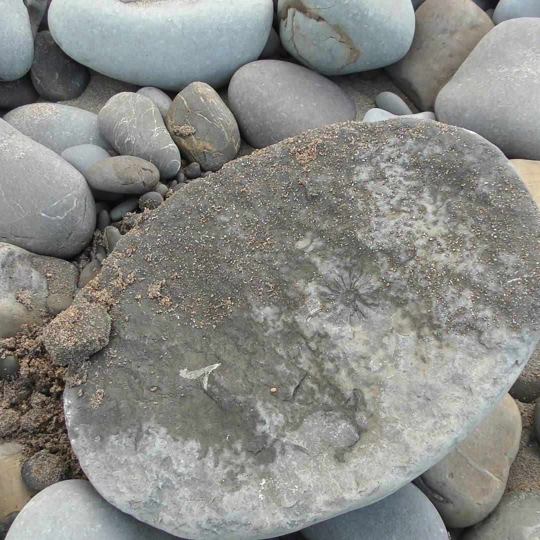 A concretion packed full of shark vertebrae! Hoping to be able to prep it soon, I bet it's absolutely full of shark teeth 😁

I find it on my latest video, link in my bio 🎥

           