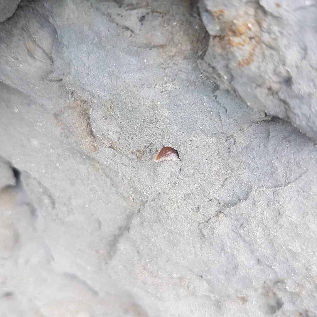 I stumbled onto a spot I dubbed "Dalatias Den" over the weekend, a 2m section of cliff just full of tiny shark teeth 😍 

          