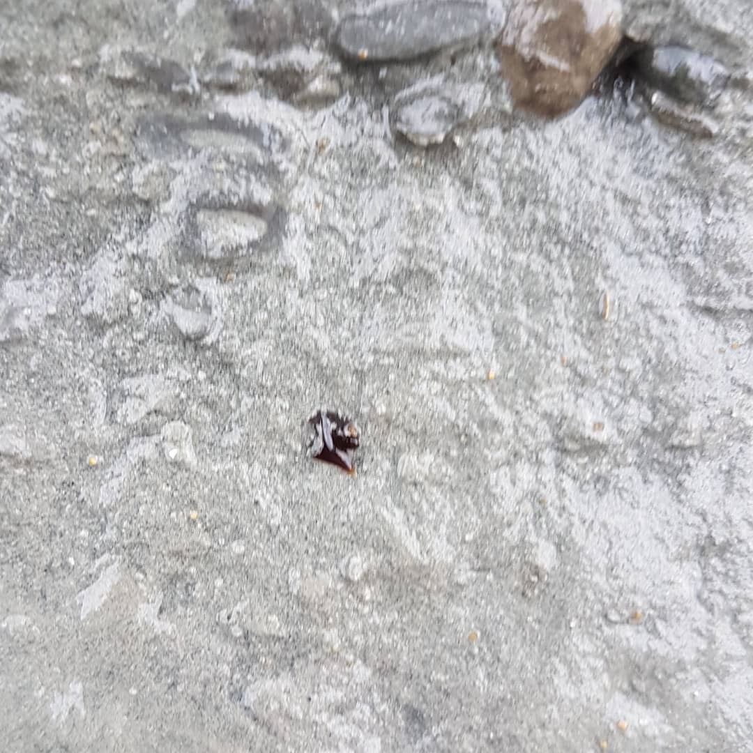 I stumbled onto a spot I dubbed "Dalatias Den" over the weekend, a 2m section of cliff just full of tiny shark teeth 😍 

          