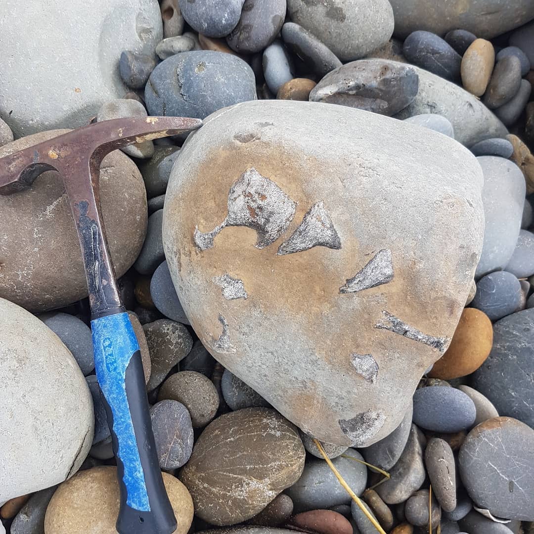 I found this interesting bone cluster today, first though was vertebrae but could have some other interesting bits in there. Miocene coastal deposit from New Zealand. Needs some further prep I think 😁

             