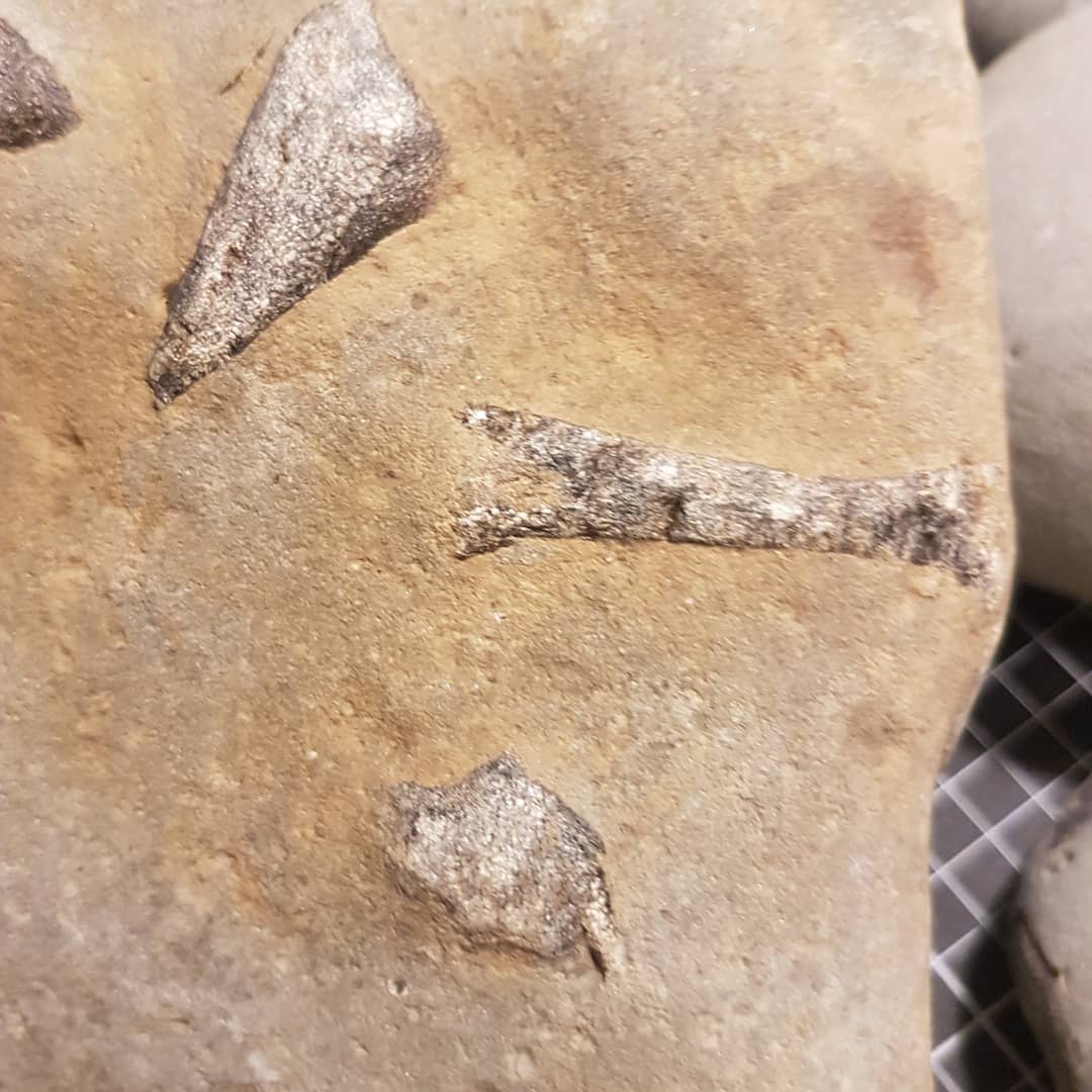 I found this interesting bone cluster today, first though was vertebrae but could have some other interesting bits in there. Miocene coastal deposit from New Zealand. Needs some further prep I think 😁

             