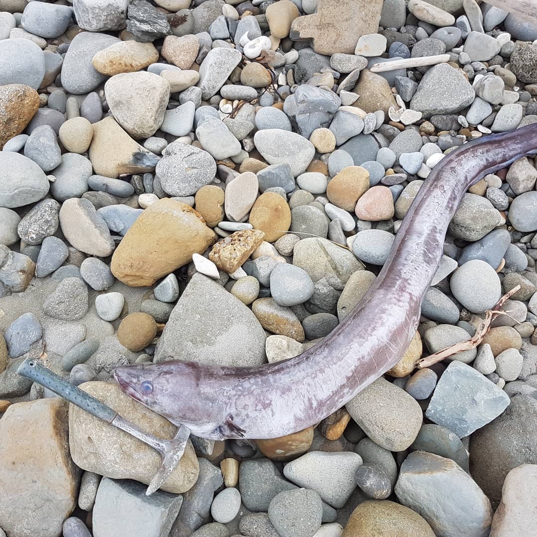 Have a look at the size of this eel I came across fossil hunting! It was after some heavy rains, not sure if it got washed down from one of the many creeks in the area. It must be close to 1.5m in length.

      