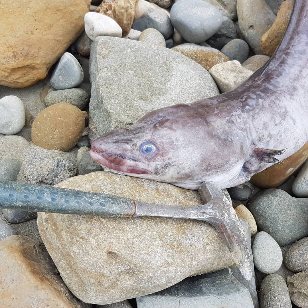 Have a look at the size of this eel I came across fossil hunting! It was after some heavy rains, not sure if it got washed down from one of the many creeks in the area. It must be close to 1.5m in length.

      