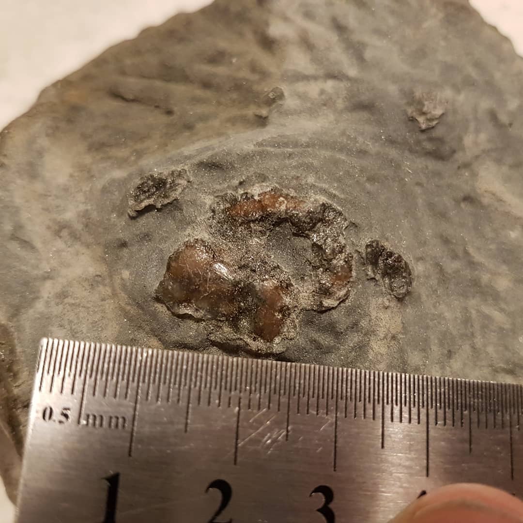 Swipe to see the progression of this prep. If you watched my last video, you will recognize the concretion. It had an interesting shape to it so I started prepping it and encountered a strange bone.

After some further manual and acid prepping, it is starting to resemble an ear bone 🤔 I'll carry on with it and see if it is a cetacean ear bone. It's from a Miocene deposit.

         