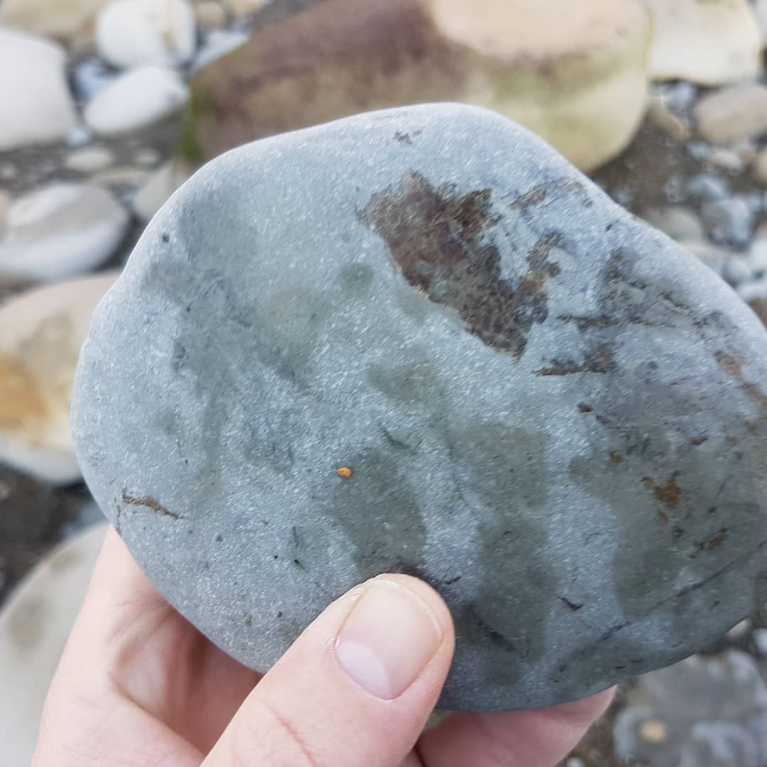 Today's mystery find 🤔 Miocene era ocean deposit, I'm thinking it looks fishy 🐟 I love finding something that I have to do some research on 😁 Let me know if you recognize it! 
Edit: I think it is a really eroded crab 🦀

        