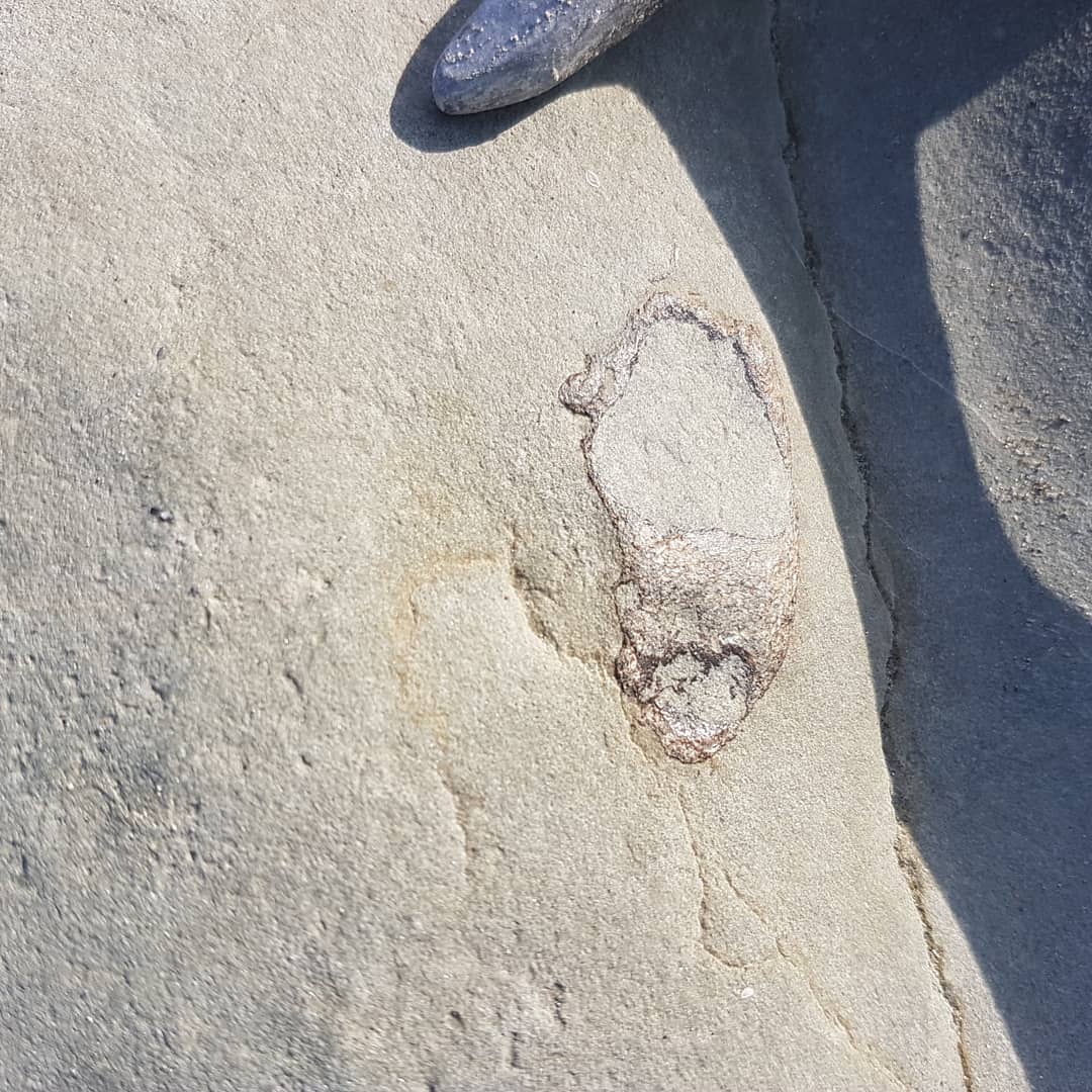 An interesting row of vertebrae in a very large concretion. The other piece of bone to the side of the vertebrae has quite a solid look to it. Miocene era coastal deposit here in New Zealand. 
       