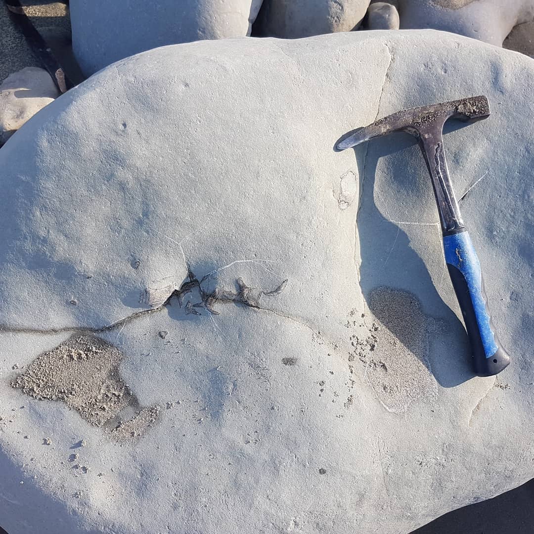 An interesting row of vertebrae in a very large concretion. The other piece of bone to the side of the vertebrae has quite a solid look to it. Miocene era coastal deposit here in New Zealand. 
       