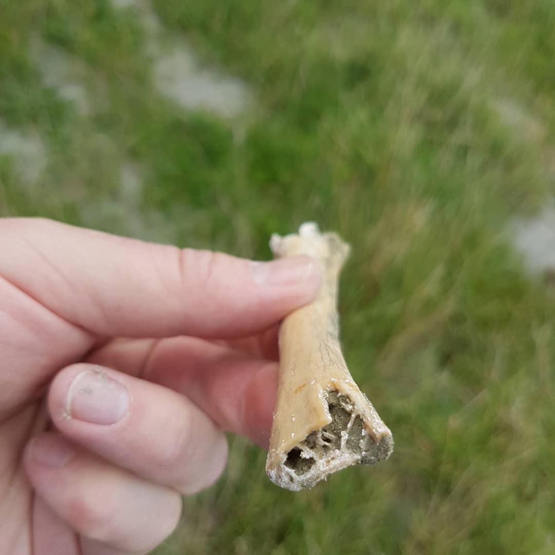 A chunky bird humerus I found in a Pleistocene deposit. Wonder what it could be from? It's rather large and looks to be fossilized. Let me know what you think! 🦃🐓🐧🦆🦅
.
.
.
          