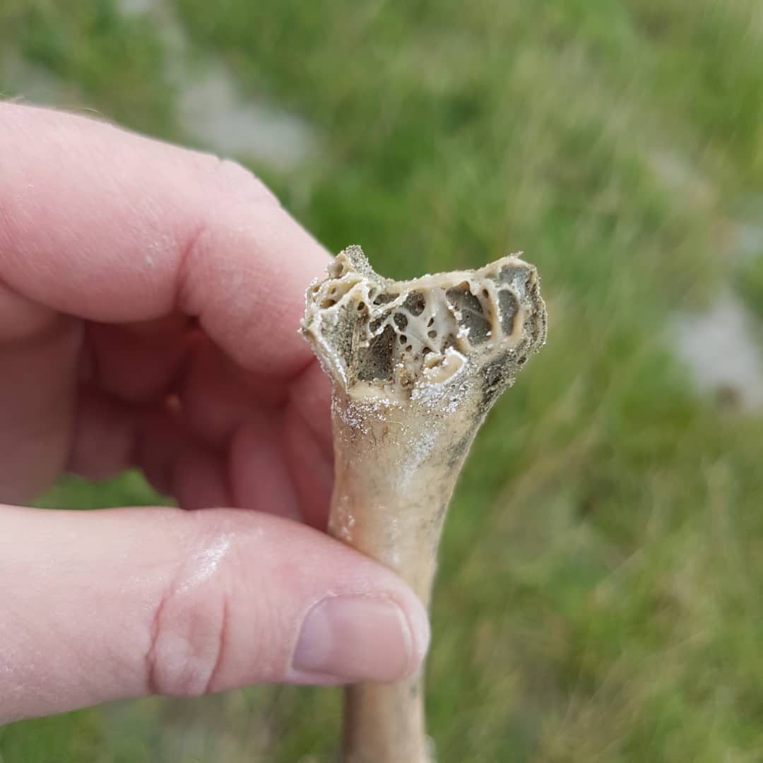 A chunky bird humerus I found in a Pleistocene deposit. Wonder what it could be from? It's rather large and looks to be fossilized. Let me know what you think! 🦃🐓🐧🦆🦅
.
.
.
          