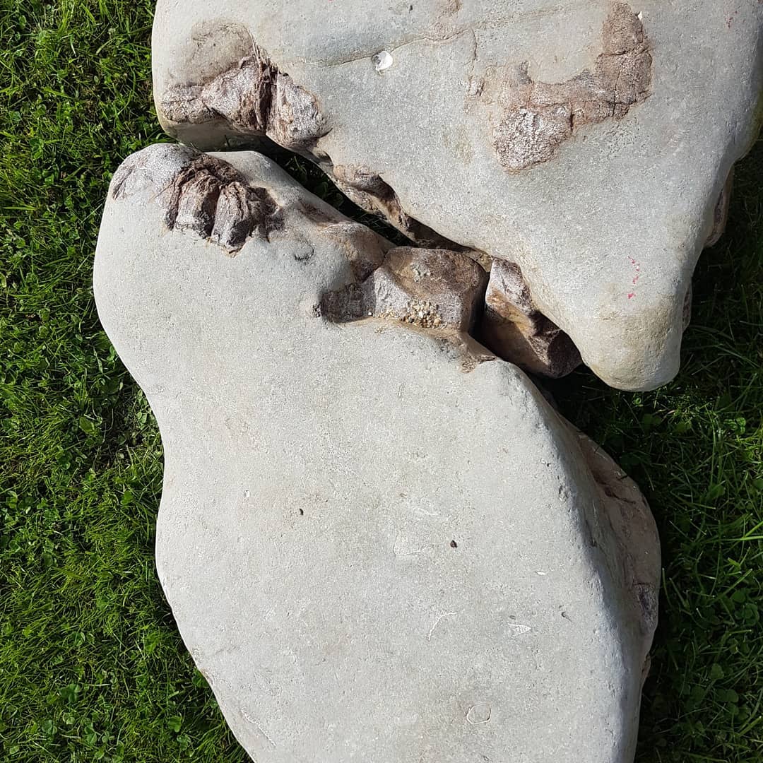 Some close-ups of two of the bone blocks I carried back which looks to contain the back part of a whale skull. They were about 5 meters apart but look to fit together quite well.

One of the blocks have the earbones still in position 😀 they weigh 102kg (220lbs) together, hopefully the other half of it is still out there somewhere 🤞

              