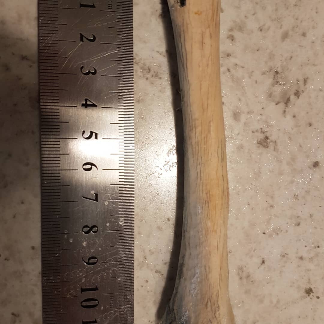 A chunky bird humerus I found in a Pleistocene deposit. Wonder what it could be from? It's rather large and looks to be fossilized. Let me know what you think! 🦃🐓🐧🦆🦅
.
.
.
          