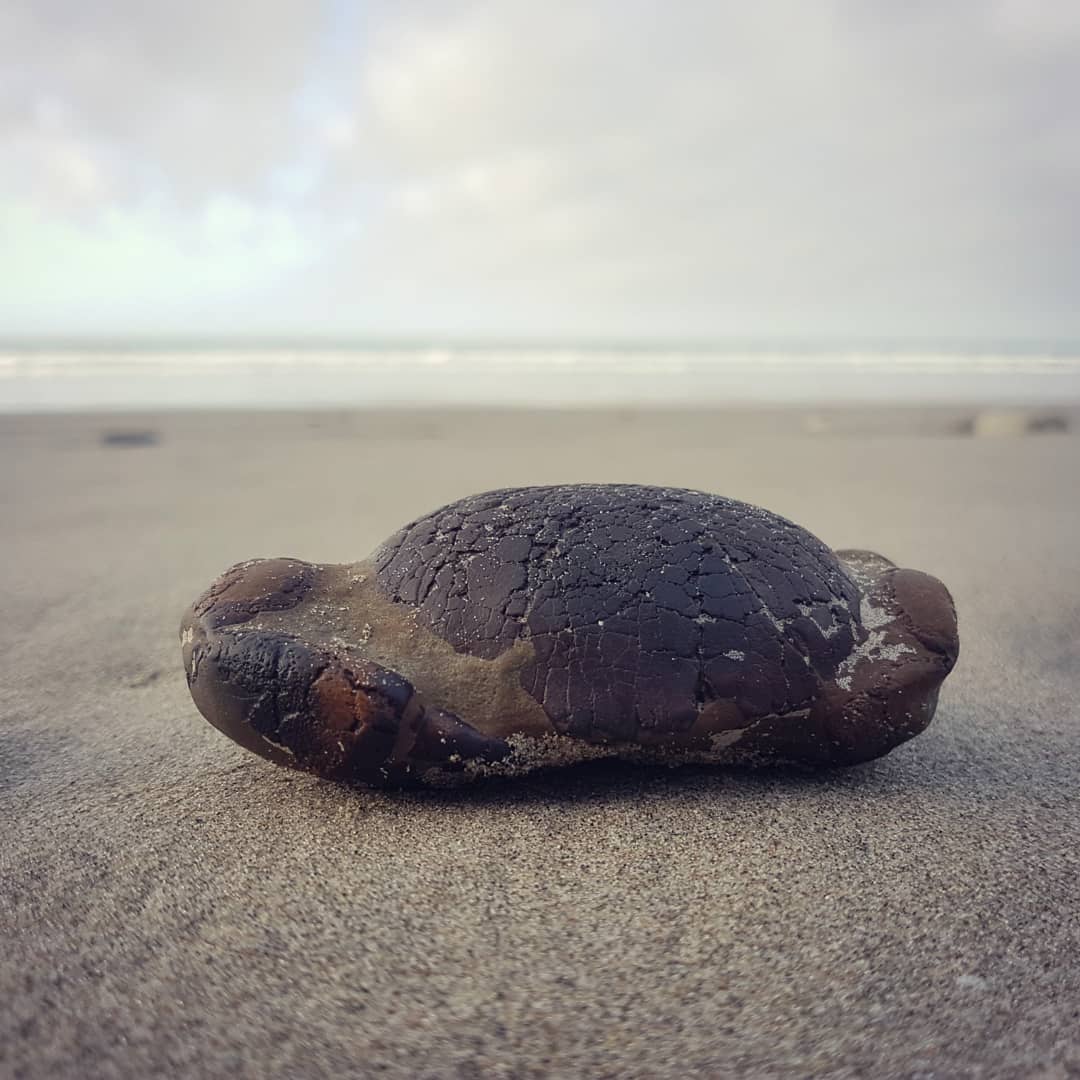 No prep work required on this Miocene fossil crab, mother nature did all the work for me 😁 Beautiful Tumidocarcinus that the was waiting for me on the beach this morning, I couldn't believe my eyes!
.
.
.
.           