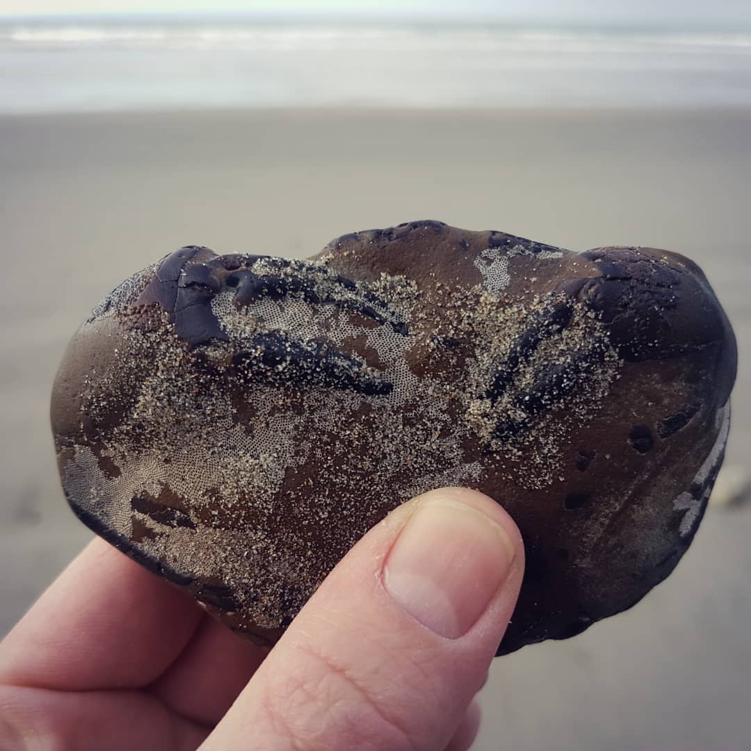 No prep work required on this Miocene fossil crab, mother nature did all the work for me 😁 Beautiful Tumidocarcinus that the was waiting for me on the beach this morning, I couldn't believe my eyes!
.
.
.
.           