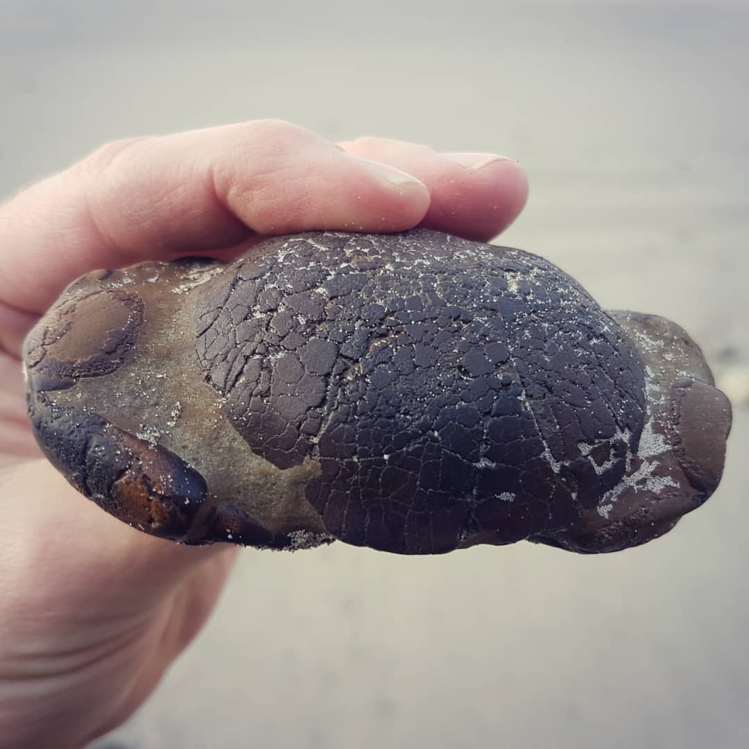 No prep work required on this Miocene fossil crab, mother nature did all the work for me 😁 Beautiful Tumidocarcinus that the was waiting for me on the beach this morning, I couldn't believe my eyes!
.
.
.
.           