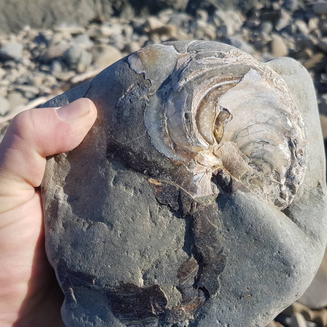 My most complete Nautiloid yet (Arturia?). I found it this morning, the side still in the rock should be pretty complete.
.
.
.
.
.
      