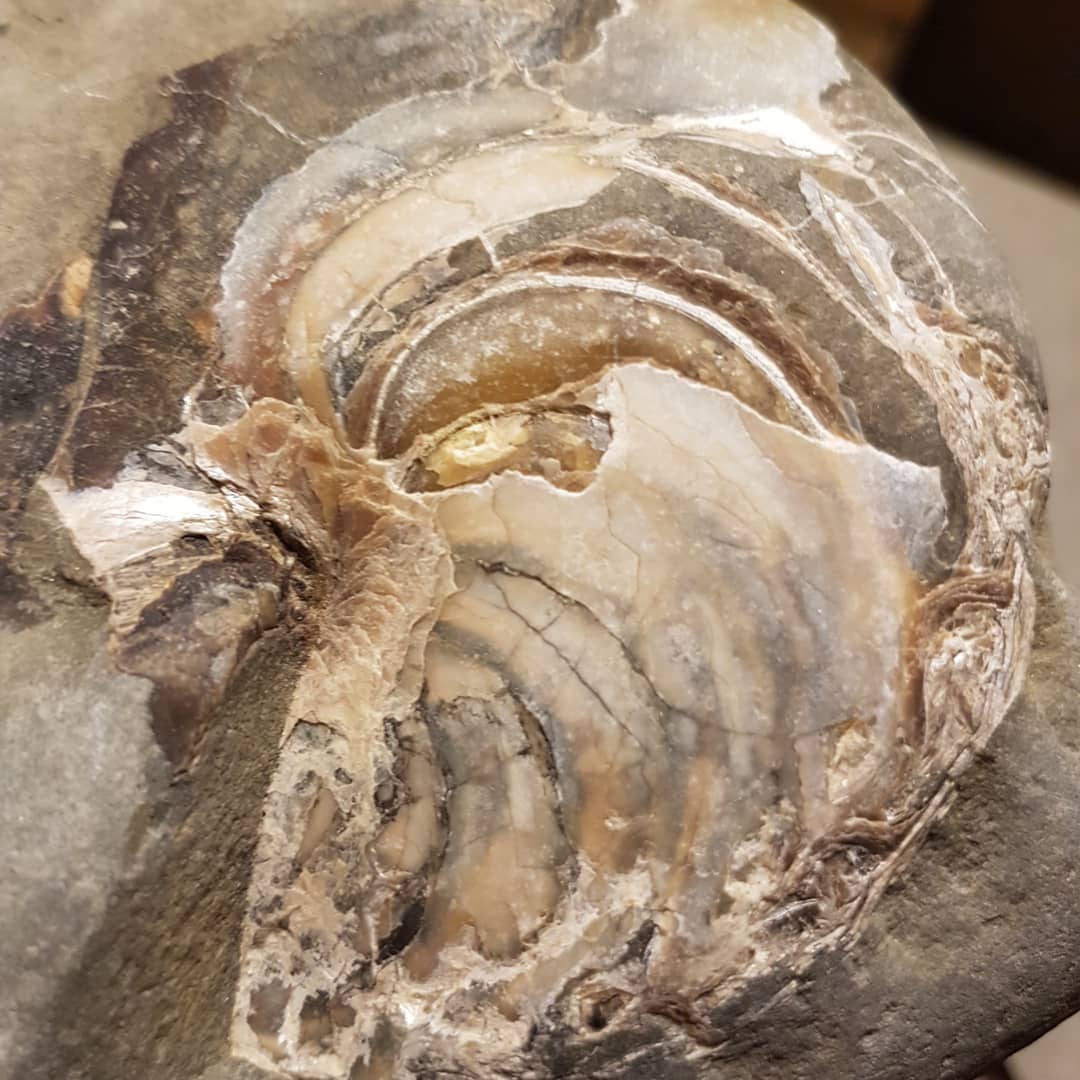 My most complete Nautiloid yet (Arturia?). I found it this morning, the side still in the rock should be pretty complete.
.
.
.
.
.
      