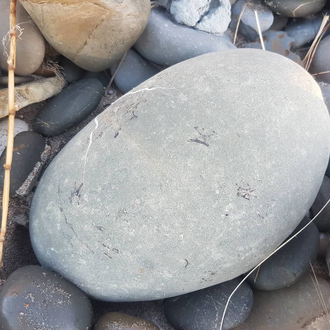 I see vertebrae! A mystery concretion I found, I was hoping it was a penguin 🤔 But the consensus seems to be fish, let me know what you think it could be. Miocene beach deposit in New Zealand. 🐧 or 🐟? Swipe for more pics!
.
.
.
.
        