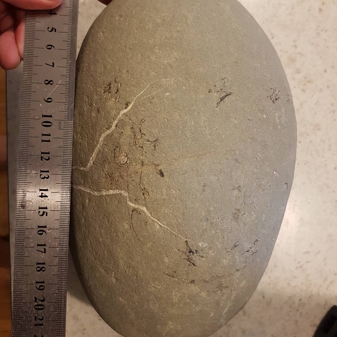 I see vertebrae! A mystery concretion I found, I was hoping it was a penguin 🤔 But the consensus seems to be fish, let me know what you think it could be. Miocene beach deposit in New Zealand. 🐧 or 🐟? Swipe for more pics!
.
.
.
.
        