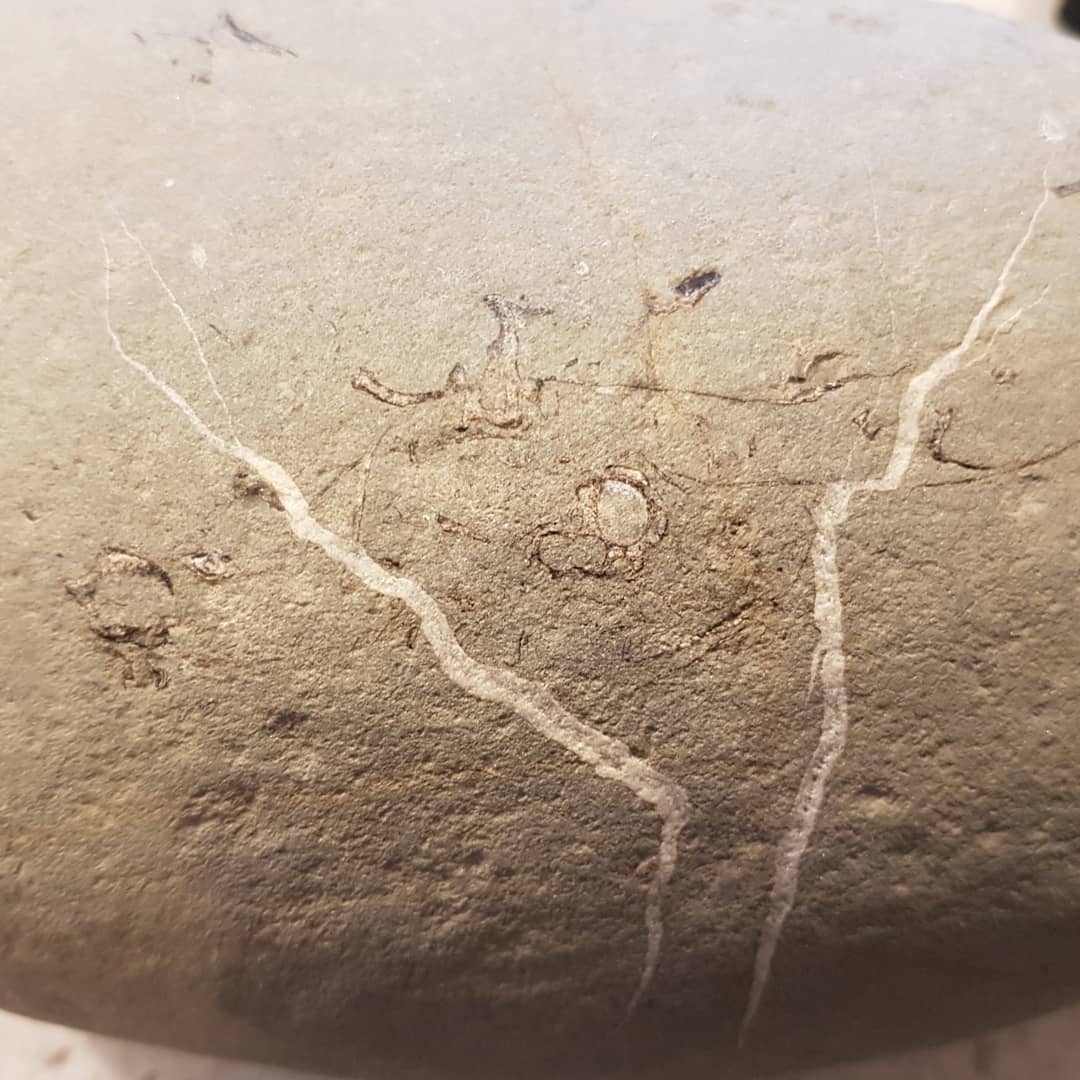 I see vertebrae! A mystery concretion I found, I was hoping it was a penguin 🤔 But the consensus seems to be fish, let me know what you think it could be. Miocene beach deposit in New Zealand. 🐧 or 🐟? Swipe for more pics!
.
.
.
.
        