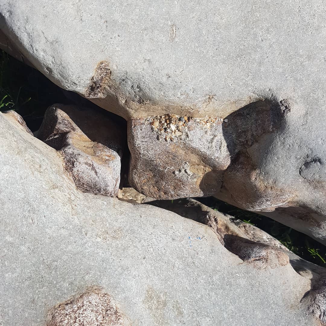 Some close-ups of two of the bone blocks I carried back which looks to contain the back part of a whale skull. They were about 5 meters apart but look to fit together quite well.

One of the blocks have the earbones still in position 😀 they weigh 102kg (220lbs) together, hopefully the other half of it is still out there somewhere 🤞

              