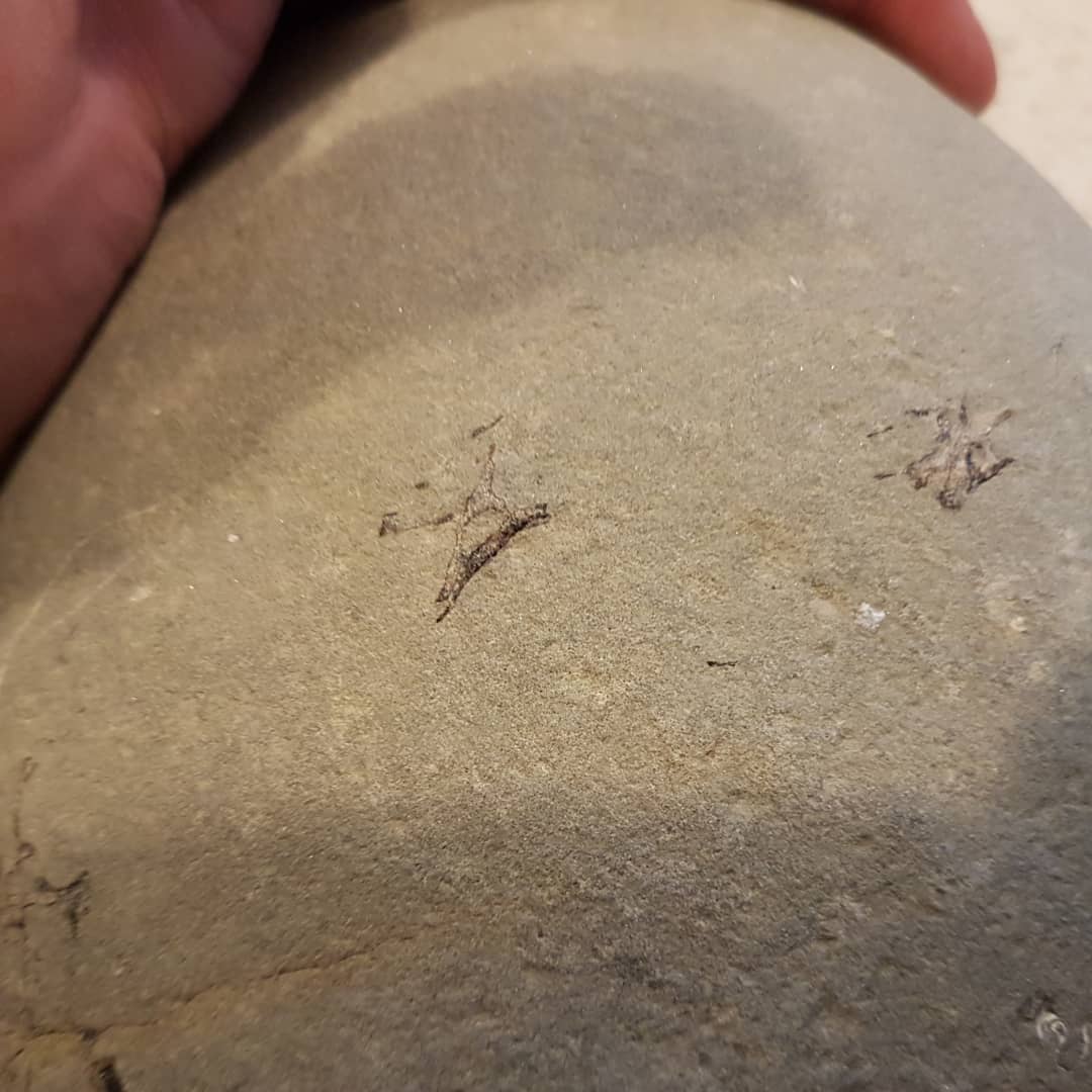 I see vertebrae! A mystery concretion I found, I was hoping it was a penguin 🤔 But the consensus seems to be fish, let me know what you think it could be. Miocene beach deposit in New Zealand. 🐧 or 🐟? Swipe for more pics!
.
.
.
.
        