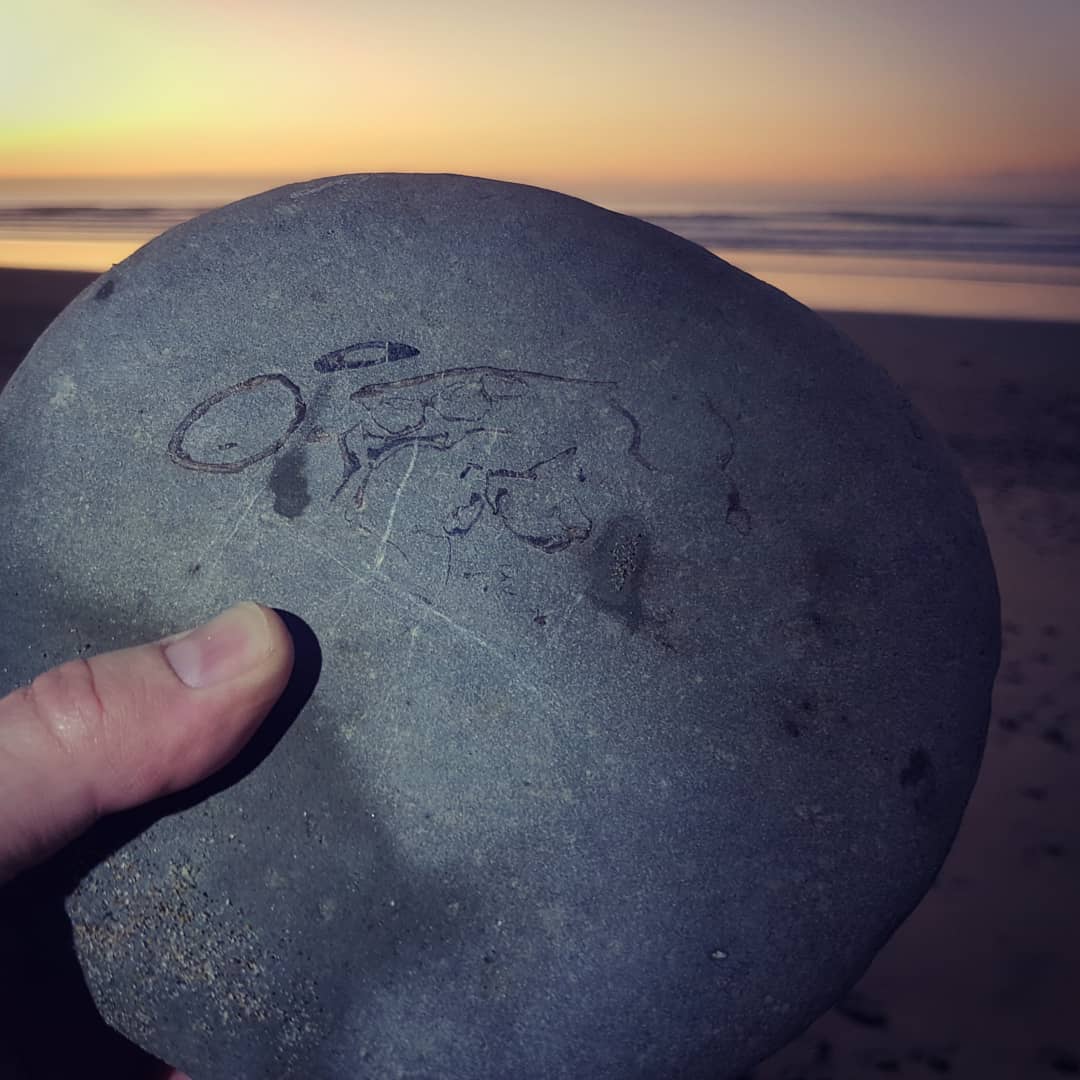 Great to be out for an early morning fossil hunt. Swipe for some of the finds. A nice crab and a shark vertebrae in these photos, got some more I'll post later 😁
.
.
.
.
            