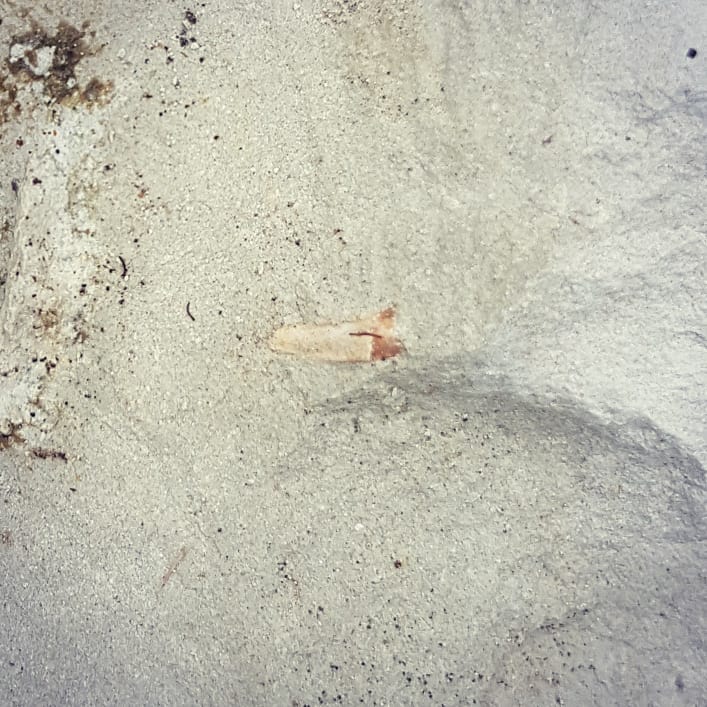 Great day out fossil hunting in the river 😁 I came back with a few shark teeth that I need to clean up and identify. Early start for me in the morning, going to fit a full morning of fossil hunting in.
.
.
.
.
.
          