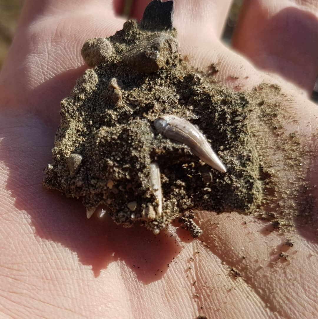 Great shark tooth find! Hopefully some of the shark experts out there can confirm, I think this is a Chlamydoselachus keyesi. 
Swipe for some reference photos. It's quite a weird one, the chaps are pretty much the same size as the tooth 🤨

Whatever it is, it's a new species for my collection!
.
.
.
.
        