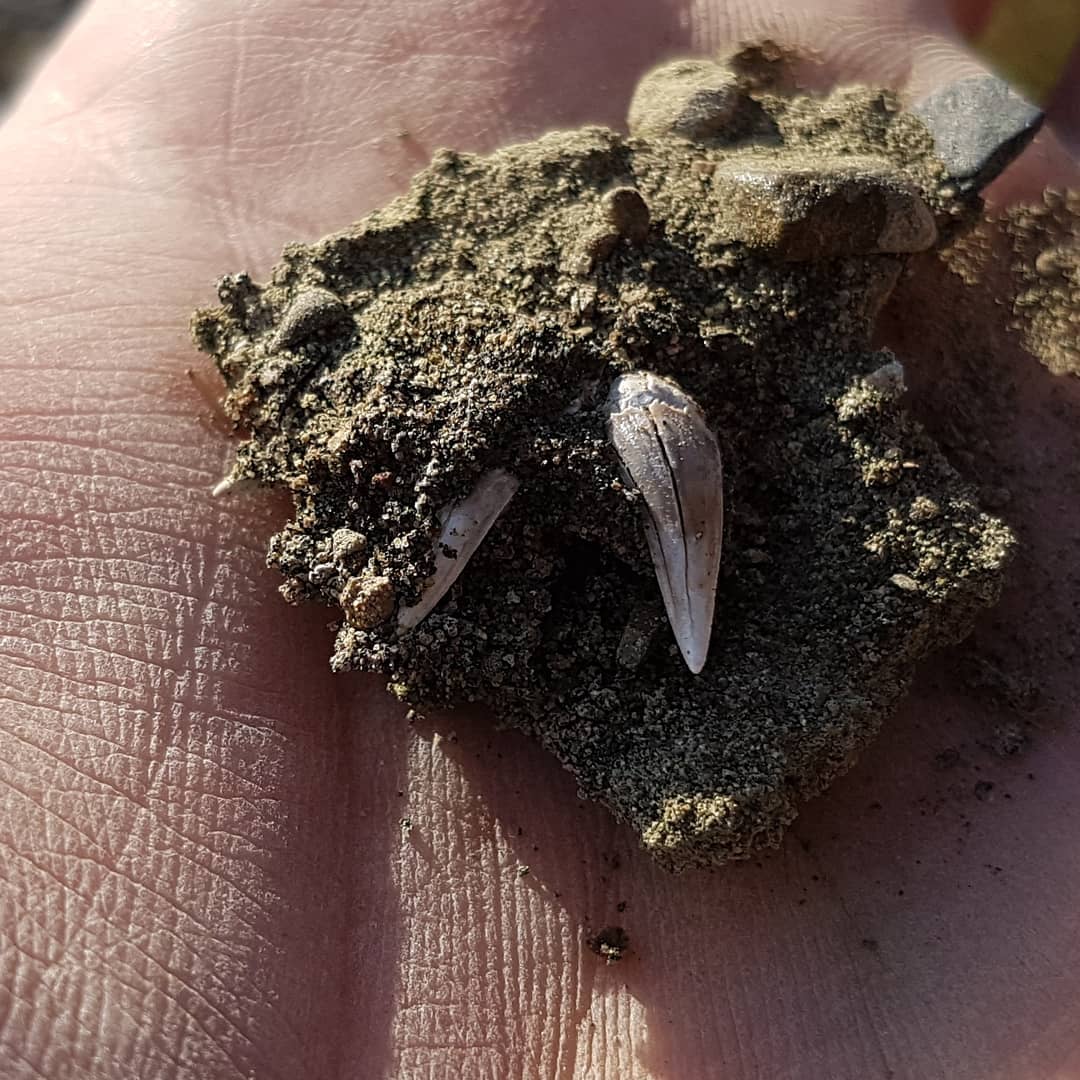 Great shark tooth find! Hopefully some of the shark experts out there can confirm, I think this is a Chlamydoselachus keyesi. 
Swipe for some reference photos. It's quite a weird one, the chaps are pretty much the same size as the tooth 🤨

Whatever it is, it's a new species for my collection!
.
.
.
.
        