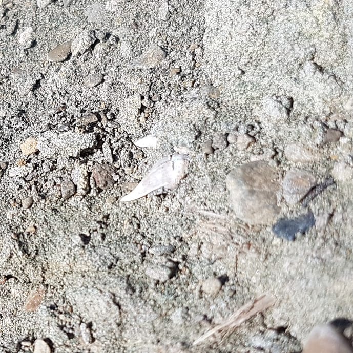 Great shark tooth find! Hopefully some of the shark experts out there can confirm, I think this is a Chlamydoselachus keyesi. 
Swipe for some reference photos. It's quite a weird one, the chaps are pretty much the same size as the tooth 🤨

Whatever it is, it's a new species for my collection!
.
.
.
.
        