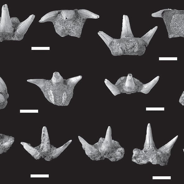 Great shark tooth find! Hopefully some of the shark experts out there can confirm, I think this is a Chlamydoselachus keyesi. 
Swipe for some reference photos. It's quite a weird one, the chaps are pretty much the same size as the tooth 🤨

Whatever it is, it's a new species for my collection!
.
.
.
.
        