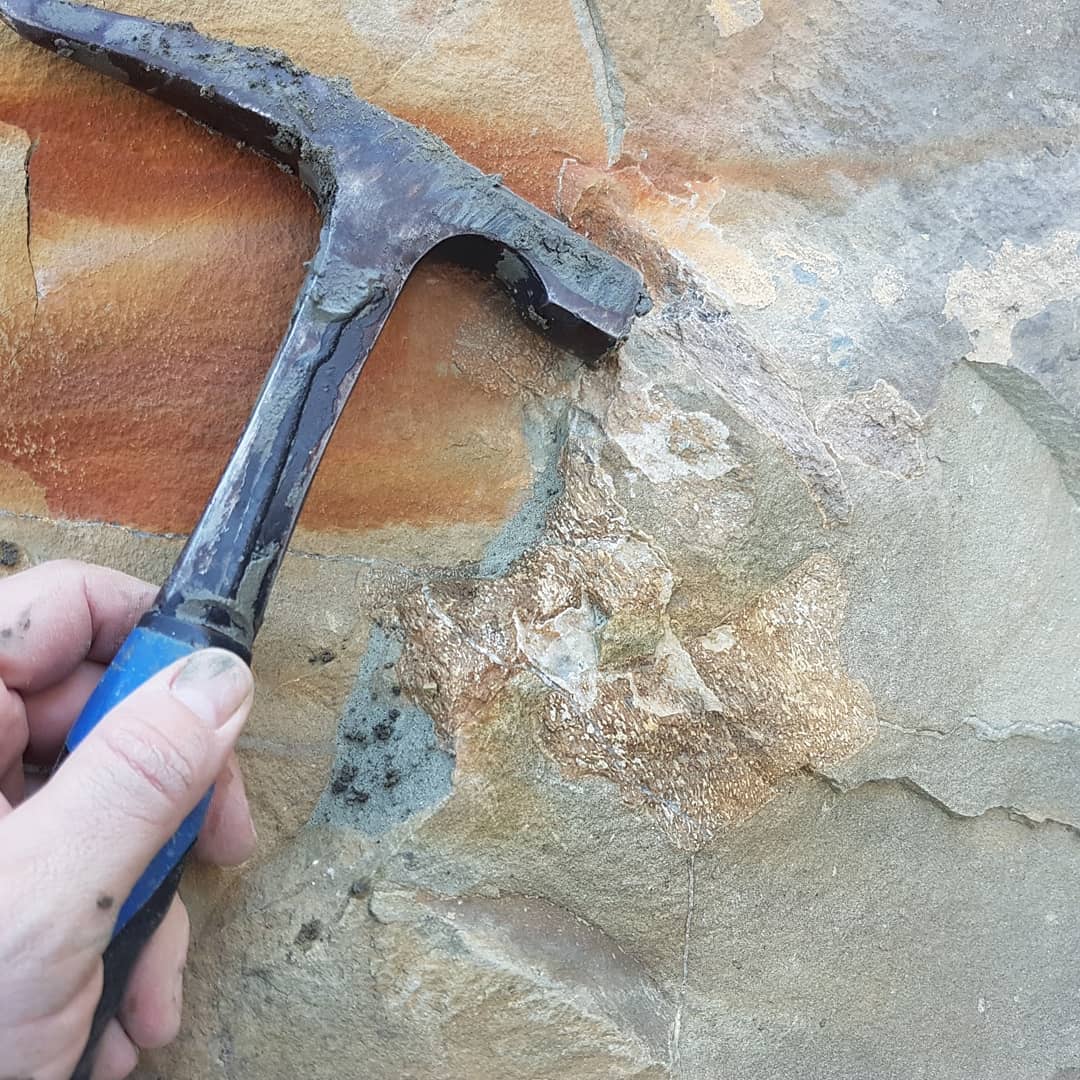 Some interesting Cretaceous marine reptile bones hiding in two concretions about 10 meters apart. A shame they weigh a couple of tons each or I could have tried prepping them 😁
.
.
.
         