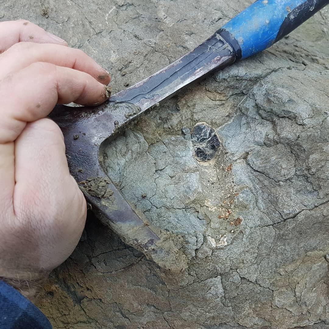 Some interesting Cretaceous marine reptile bones hiding in two concretions about 10 meters apart. A shame they weigh a couple of tons each or I could have tried prepping them 😁
.
.
.
         