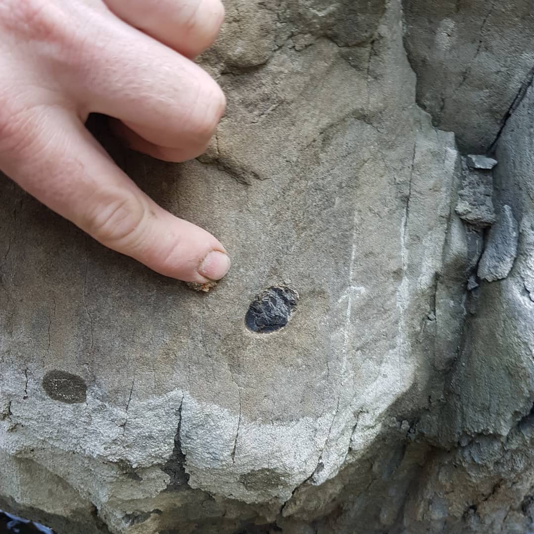 Some interesting Cretaceous marine reptile bones hiding in two concretions about 10 meters apart. A shame they weigh a couple of tons each or I could have tried prepping them 😁
.
.
.
         